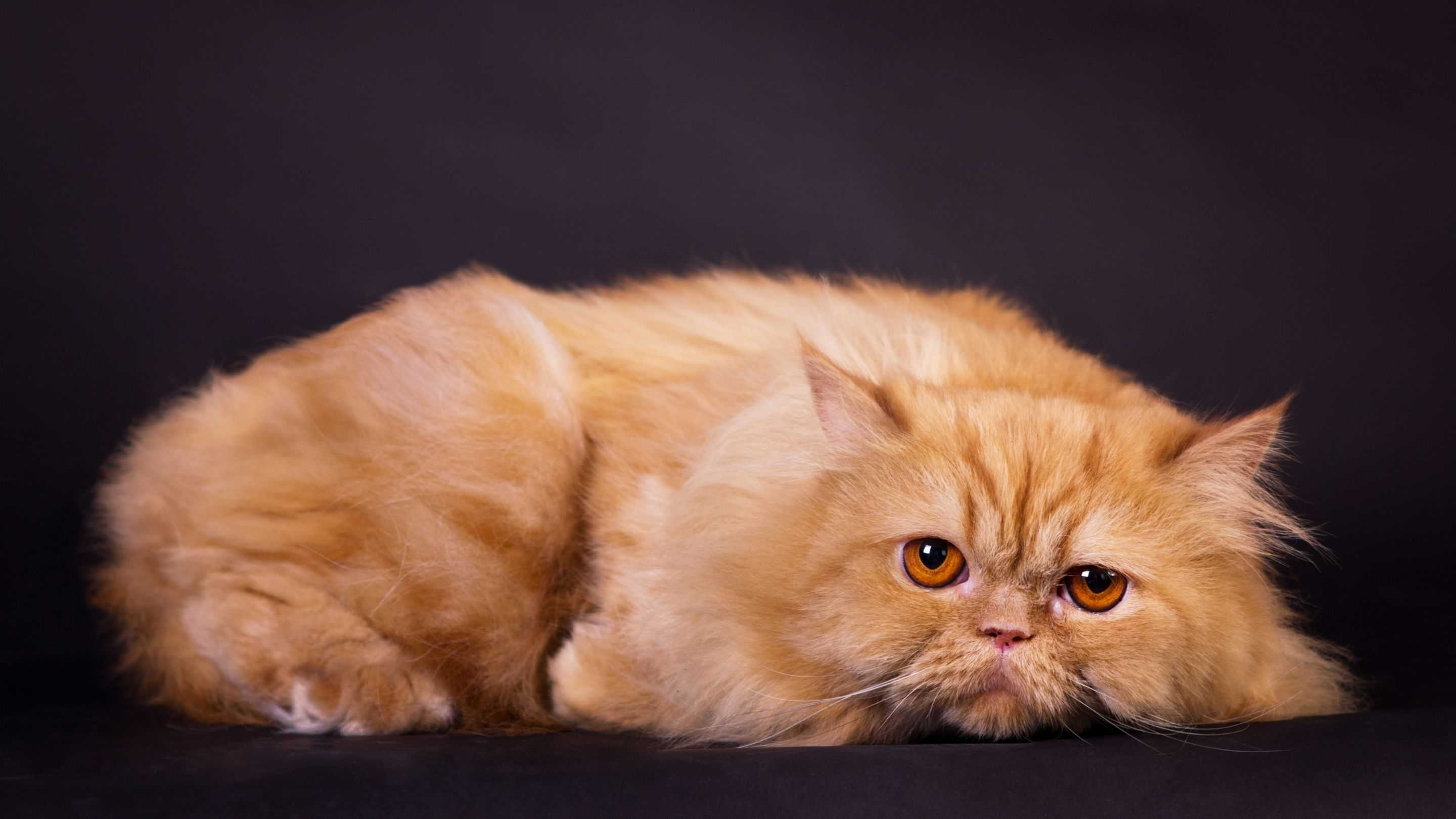 Fakta Kucing Persia, Ras Cantik yang Punya Tantangan Perawatan Khusus